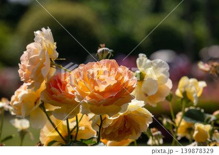 春の暖かな日に満開となった薔薇モリニュー 春の暖かな日に満開となった薔薇モリニュー 139878329