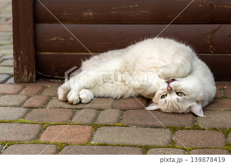 Lazy fluffy domestic cat lying near wooden wall background Lazy fluffy domestic cat lying near wooden wall background 139878419