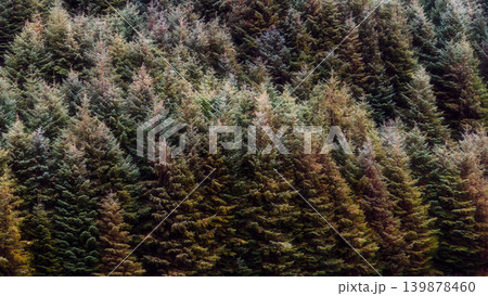 A dense conifer forest filled with evergreen spruce and pine trees growing tightly together on a hillside. A dense conifer forest filled with evergreen spruce and pine trees growing tightly together on a hillside. 139878460