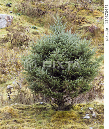 A young evergreen conifer tree grows on a mossy and grassy hillside surrounded by wild vegetation and small stones. A young evergreen conifer tree grows on a mossy and grassy hillside surrounded by wild vegetation and small stones. 139878471