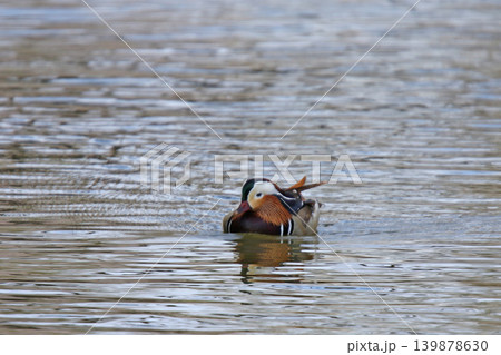繁殖期のオシドリ♂　鴛鴦　Aix galericulata　北海道の野鳥 139878630