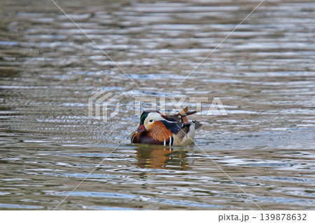 繁殖期のオシドリ♂　鴛鴦　Aix galericulata　北海道の野鳥 139878632