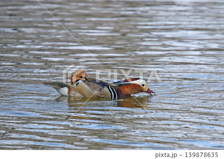繁殖期のオシドリ♂ 鴛鴦 Aix galericulata 北海道の野鳥 繁殖期のオシドリ♂ 鴛鴦 Aix galericulata 北海道の野鳥 139878635