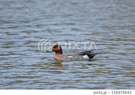 ヒドリガモ 緋鳥鴨 Mareca penelope 北海道の野鳥 ヒドリガモ 緋鳥鴨 Mareca penelope 北海道の野鳥 139878642