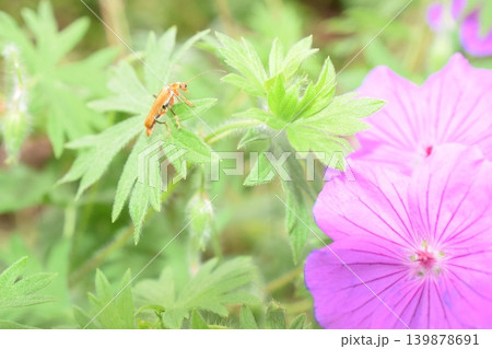 Bright pink flower blooms beside green foliage Bright pink flower blooms beside green foliage 139878691