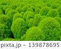 新緑のコキア 139878695