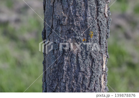 Detailed Paulownia tomentosa tree bark texture for organic natural backgrounds Detailed Paulownia tomentosa tree bark texture for organic natural backgrounds 139878876