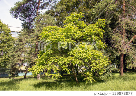 Paulownia tomentosa tree without flowers in spring botanical garden 139878877