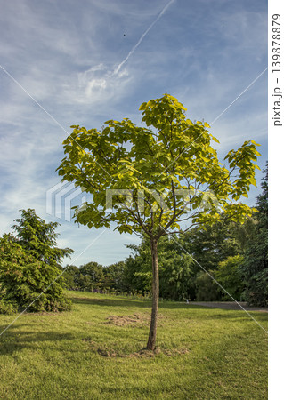 Paulownia tomentosa tree growing in botanical garden in Nitra Slovakia Paulownia tomentosa tree growing in botanical garden in Nitra Slovakia 139878879