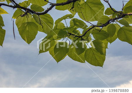 Paulownia tomentosa young spring foliage in Nitra botanical garden Paulownia tomentosa young spring foliage in Nitra botanical garden 139878880