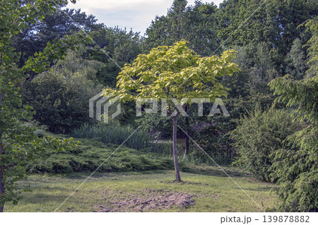 Young Paulownia tomentosa tree with fresh leaves in Slovakia Young Paulownia tomentosa tree with fresh leaves in Slovakia 139878882