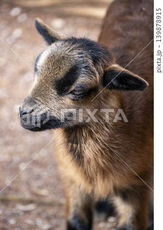 Brown Goat Portrait with Detailed Fur Texture. Brown Goat Portrait with Detailed Fur Texture. 139878915