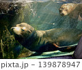 アシカ 139878947