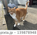 シマネコ 139878948