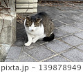 野良猫 139878949