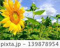 夏空に咲くひまわり 139878954