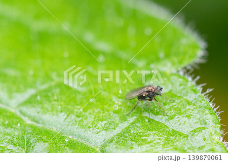 雨で濡れた葉にとまる小さなアシナガバエ 雨で濡れた葉にとまる小さなアシナガバエ 139879061