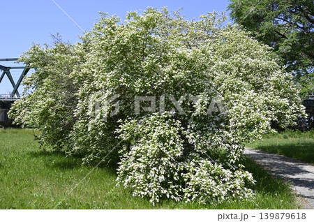 イボタノキの花 139879618