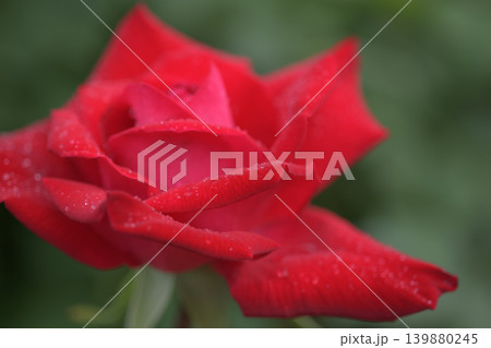 赤いバラの花びらは雨を受けていっそう輝く 139880245