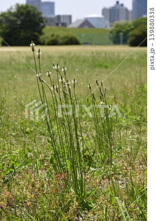 芝地に生えるヘラオオバコの花 芝地に生えるヘラオオバコの花 139880338