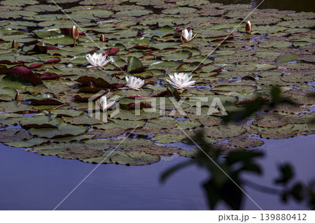Nymphaea water lilies blooming in botanical garden pond in Nitra Slovakia 139880412