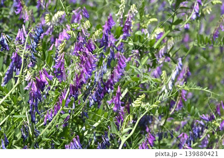 草地に咲くナヨクサフジの花 草地に咲くナヨクサフジの花 139880421