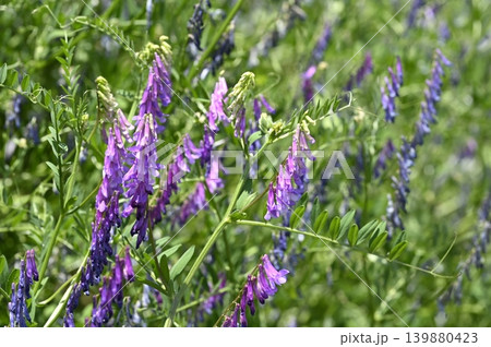 草地に咲くナヨクサフジの花 草地に咲くナヨクサフジの花 139880423