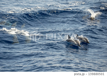 Striped dolphin jumping on blue sea surface 139880501