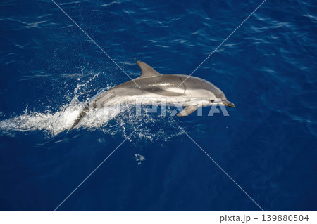 Striped dolphin jumping on blue sea surface Striped dolphin jumping on blue sea surface 139880504