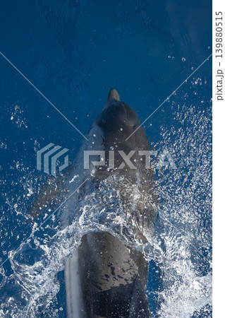 detail of dolphin blowhole breathing on blue sea surface detail of dolphin blowhole breathing on blue sea surface 139880515