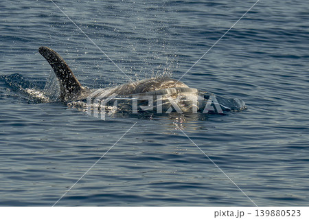 risso's dolphin grampus griseus close up breathing on sea surface risso's dolphin grampus griseus close up breathing on sea surface 139880523