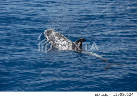risso's dolphin grampus griseus close up breathing on sea surface risso's dolphin grampus griseus close up breathing on sea surface 139880524