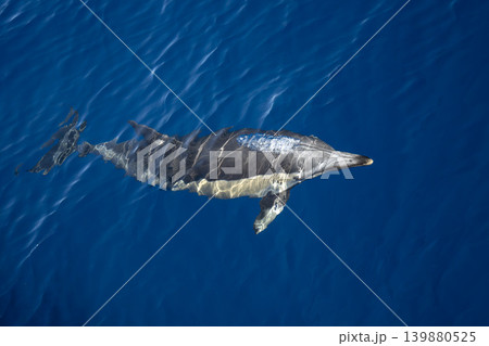 Common dolphin in pelagos sanctuary ultra rare to see in front of genova 139880525