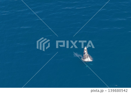 humpback whale drone shot while breaching out of Pacific Ocean off the coast of Cabo San Lucas, Baja California 139880542