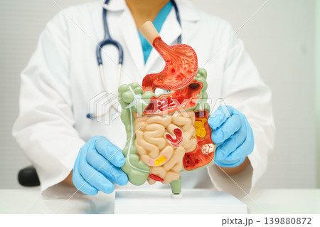 Digestive system with stomach and intestine, Asian doctor holding human anatomy model for study diagnosis and treatment in hospital. 139880872