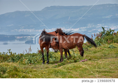 Wild horses grazing on the grass at Alto de Xiabre with the Arousa estuary in the background, Galicia 139880978