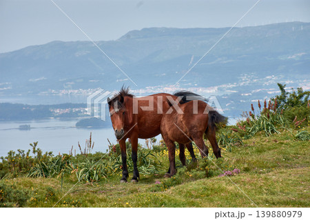 Wild horses grazing on the grass at Alto de Xiabre with the Arousa estuary in the background, Galicia Wild horses grazing on the grass at Alto de Xiabre with the Arousa estuary in the background, Galicia 139880979