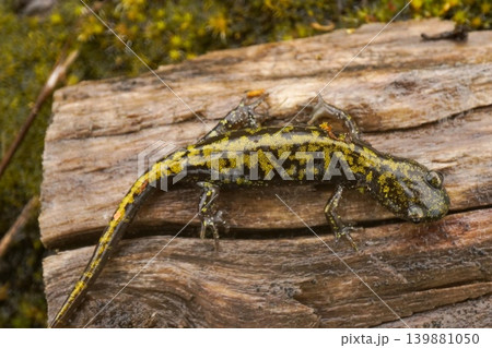 Closeup on a strikingly colored Western longtoed salamander, Ambystoma macrodactylum in Mid-Oregon Closeup on a strikingly colored Western longtoed salamander, Ambystoma macrodactylum in Mid-Oregon 139881050