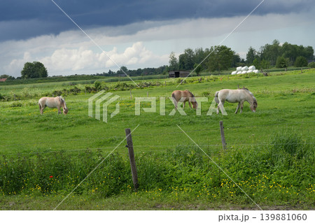 Horses Graze serenely in a Lush Green Meadow Under a Dynamic Cloudy Sky, Rural Pasture Scene with Livestock Horses Graze serenely in a Lush Green Meadow Under a Dynamic Cloudy Sky, Rural Pasture Scene with Livestock 139881060