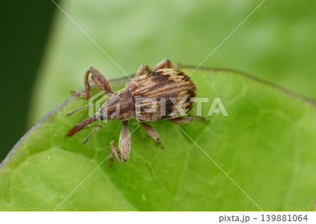 Closeup on a colorful small Bird-cherry weevil beetle, Anthonomus rectirostris on the edge of a green leaf Closeup on a colorful small Bird-cherry weevil beetle, Anthonomus rectirostris on the edge of a green leaf 139881064