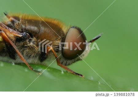 Extreme Macro View of a on a European soldier fly, the ornate brigadier, Odontomyia ornata with Prominent Compound Eye and Hairy Body on a Green Leaf Surface Extreme Macro View of a on a European soldier fly, the ornate brigadier, Odontomyia ornata with Prominent Compound Eye and Hairy Body on a Green Leaf Surface 139881078
