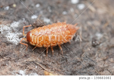 Closeup on an unusual orange form of the common fast woodlouse , Philoscia muscorum on a piece of wood in the garden Closeup on an unusual orange form of the common fast woodlouse , Philoscia muscorum on a piece of wood in the garden 139881081
