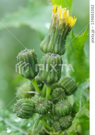 Emerging flowerbuds of the Prickly sow-thistle , Sonchus asper plant in the garden Emerging flowerbuds of the Prickly sow-thistle , Sonchus asper plant in the garden 139881082