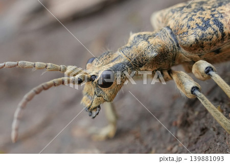 Extreme facial closeup on the large Two-banded Longhorn Beetle , Rhagium sycophanta 139881093