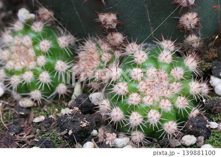 Two Vibrant Green Cactus Plants with Delicate White Spikes Emerge from Earthy Soil in Close-up View 139881100