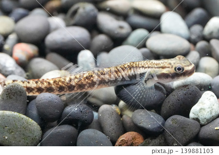 Closeup on a Male Blue Neon Goby, Stiphodon atropurpureus on pebbles in an aquarium Closeup on a Male Blue Neon Goby, Stiphodon atropurpureus on pebbles in an aquarium 139881103