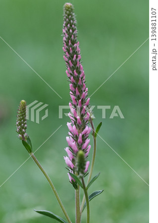 Closeup on a pink Spiked speedwell ornamental plant, Veronica spicata , on a natural green background. 139881107