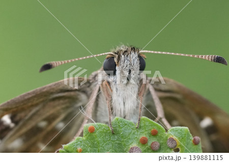 Facial closeup on a brown colored European Mallow skipper, Carcharodus alceae Facial closeup on a brown colored European Mallow skipper, Carcharodus alceae 139881115