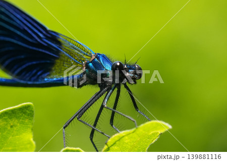 Closeup on a male banded demoiselle damselfly, Calopteryx splendens against a green background Closeup on a male banded demoiselle damselfly, Calopteryx splendens against a green background 139881116