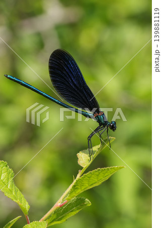 Vertical closeup on a male Beautiful Demoiselle damselfly, Calopteryx virgo perched Vertical closeup on a male Beautiful Demoiselle damselfly, Calopteryx virgo perched 139881119